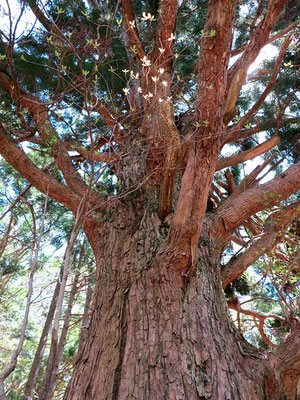 大杉の古木