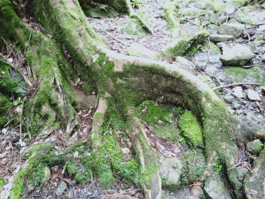 大きな木の根