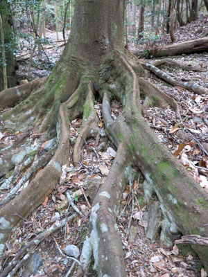南国にあるような木の根