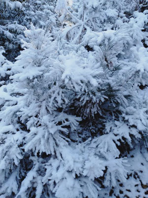 松の幼木が雪を纏っている