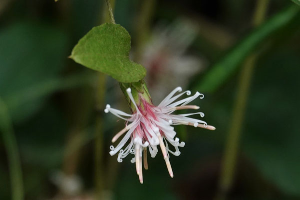 写真3.コウヤボウキの花のつくり