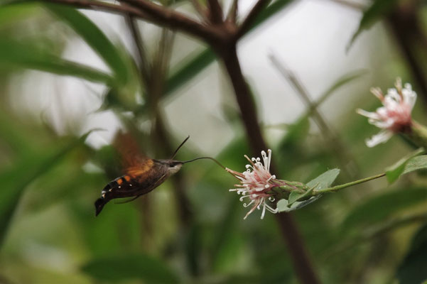 写真6.コウヤボウキで吸蜜するホシホウジャク