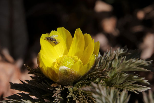 写真5b.花のなかで交尾する小さなハエ