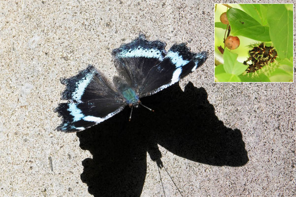 写真６　ルリタテハの成虫と幼虫（くろんど園地）