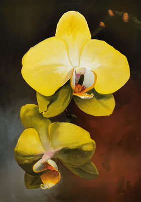 Phalaenopsis - Öl auf Leinwand, 50x70 cm, 2021, C. Geier - VERKAUFT