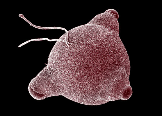 Circaea lutetiana - Fotodruck, 10x15 cm, 2008,  Aufnahme: H. Halbritter; Design: M. Kuzner - VERKAUFT