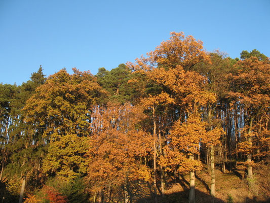 Naturabilis - Wald