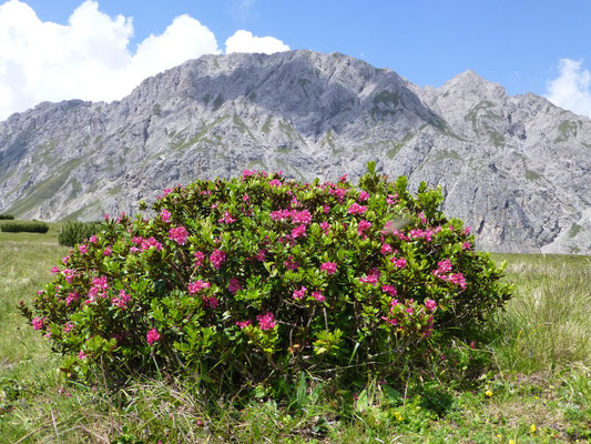 Zur Alpenrosenblüte im Lesachtal