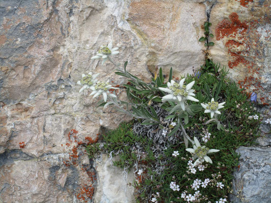 Edelweiss