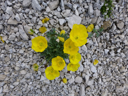 Einzigartiger gelber Alpenmohn im Lesachtal