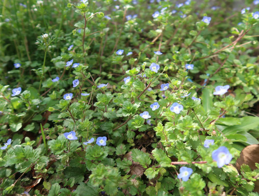 イヌノフグリも春を告げる花ですね