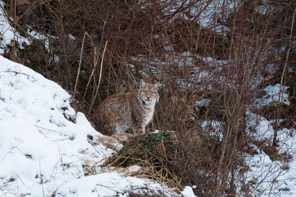 Lince *area faunistica