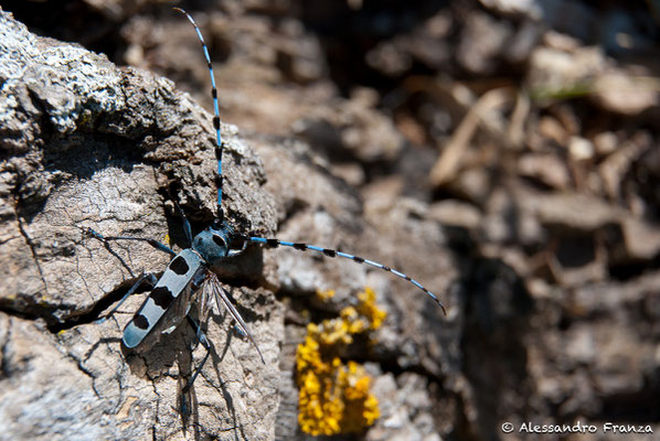 Rosalia alpina