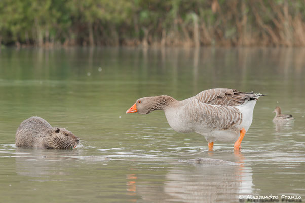 Nutria