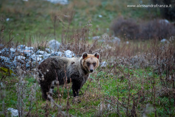 Orso bruno marsicano