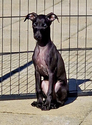 Mojave's Impala, Rü