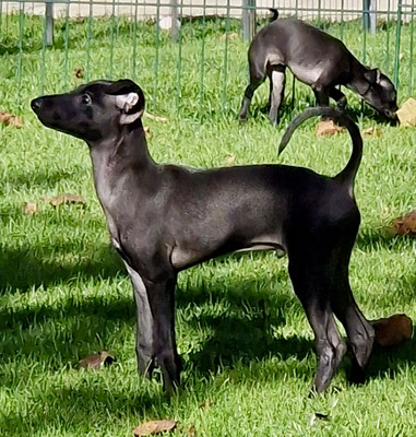 Mojave's Indiana, Hü