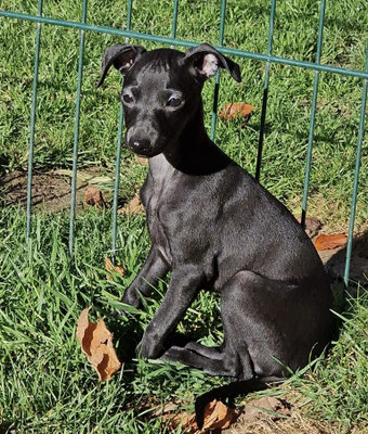 Mojave's Infinity, Hü