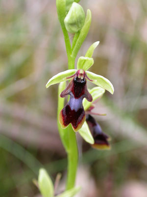 Ophrys mouche