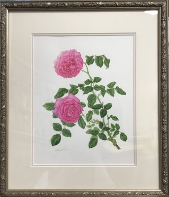 ヤングリシダス（額外寸 485 x 415 mm）￥176,000.-（税込）
