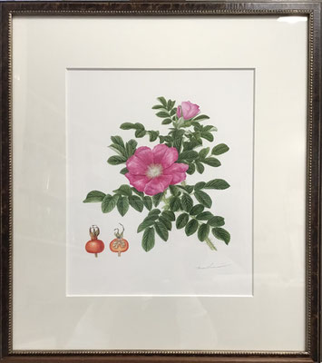ハマナス（額外寸 510 x 450 mm）￥176,000.