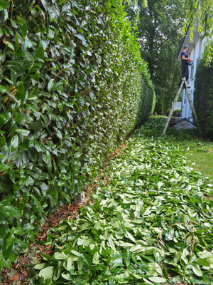 Hecke-Schneiden