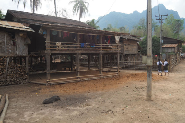speziell in Laos sehen wir sehr viele Schweine frei in den Dörfern herum laufen
