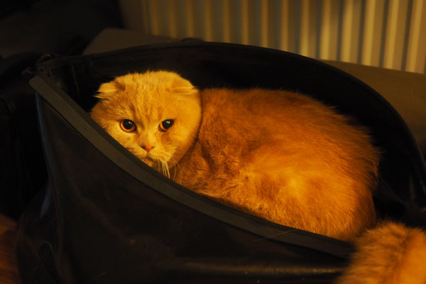 Sid mag das Rackpack ebenfalls  (Katze unseres Warmshowers-Host)