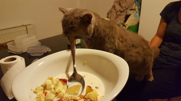 Und Joda ist uns behilflich beim Frühstück  (Katze unseres Warmshowers-Host)