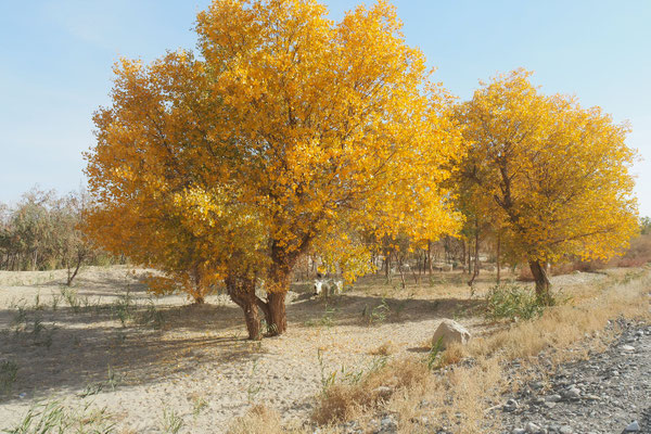 Crossing Xinjiang by bike on G315 - autumn in the desert