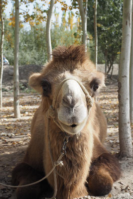 Hallo ich bin ein Kamel;)