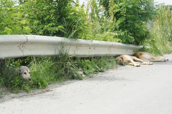 Auch den Hunden ist zu warm