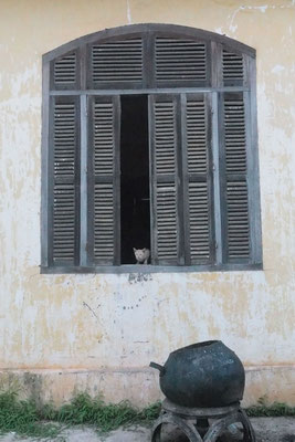 Katzen sind hier eher selten