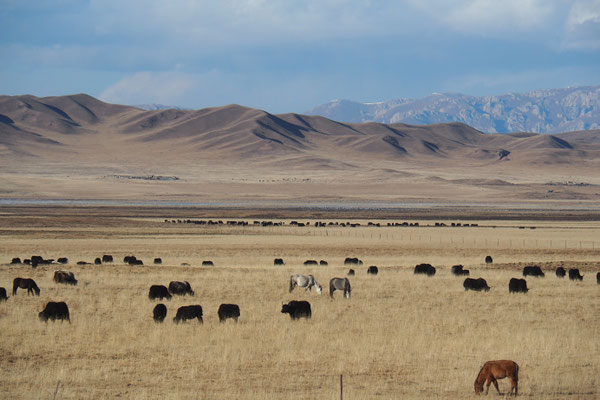 Pferde und Yaks auf ihren Weideflächen