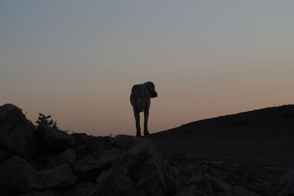 Hund vorm Sonnenuntergang