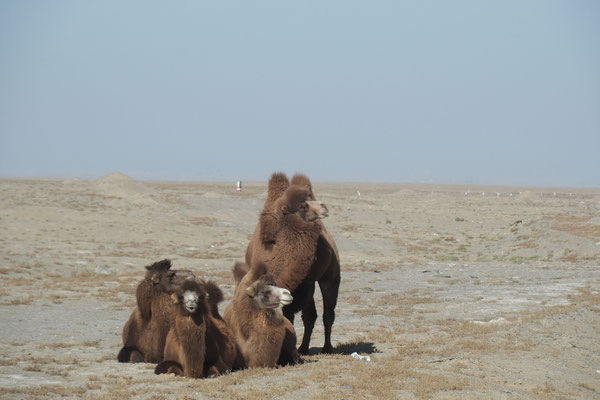 Crossing Xinjiang by bike on G315 - you will see camels