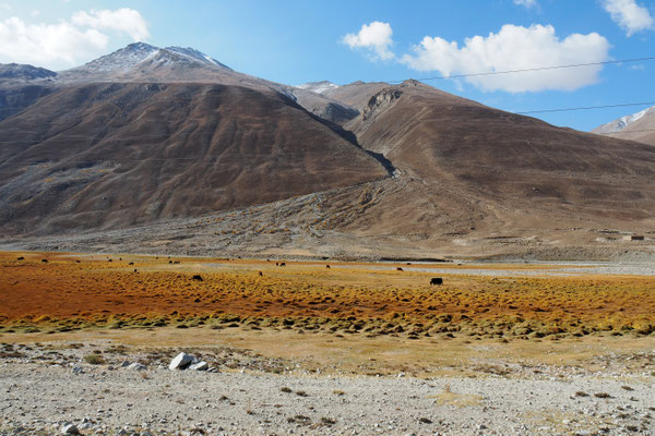 Unsere ersten Yaks in der herbstlichen Mosslandschaft