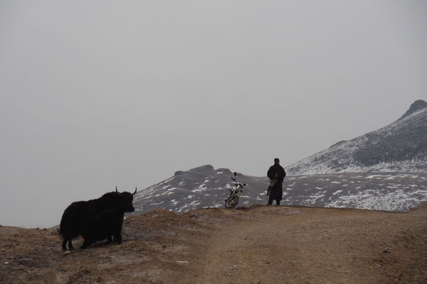 Der Wächter der Yaks