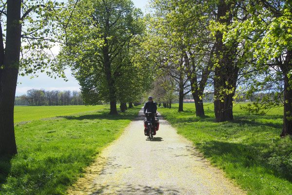 Sonne und Frühlingserblühen