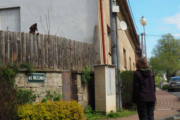 Lena und die Hunde...