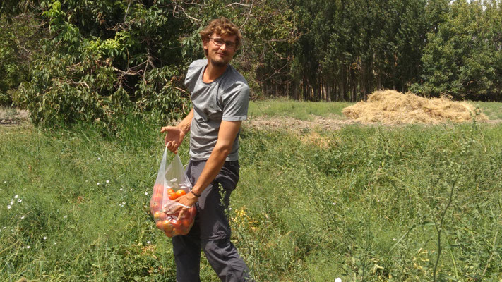 Stefan erntet Tomaten