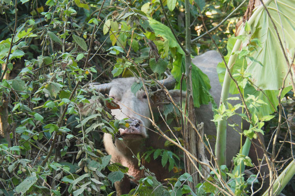 Wasserbüffel verstecken sich im Wald am Wegesrand