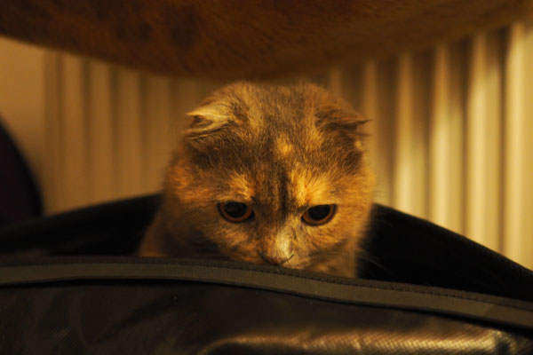 Juri im Rackpack (Katze unseres Warmshowers-Host)