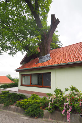 Baum im Haus - oder Haus um Baum???