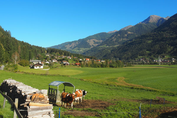Alpen, blauer Himmel und ... Kühe!
