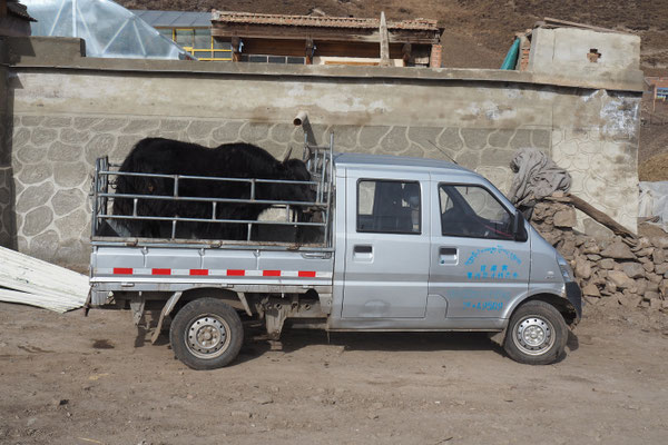 Kuhtransport