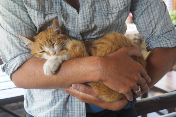 Lena hat auch Katzen im Abo - Radreise Alles in 12 Taschen
