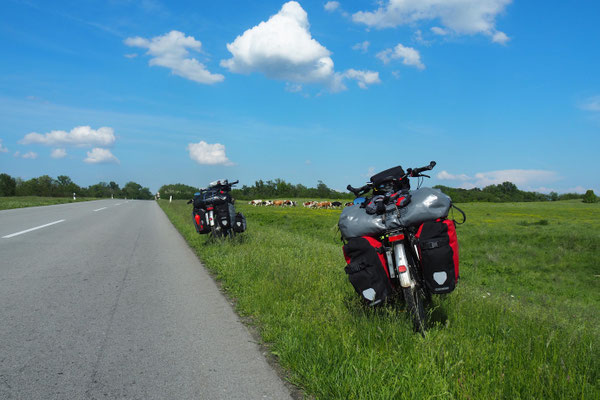 Kuhherden