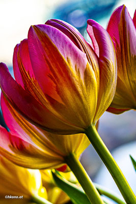 Makro, Struktur in Tulpen