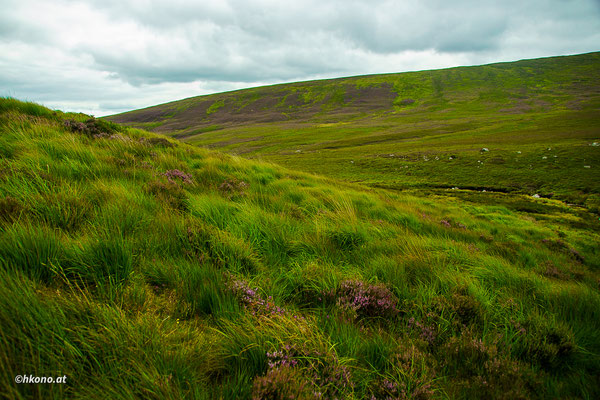 Nicht umsonst wird Irland die „grüne Insel“ genannt.